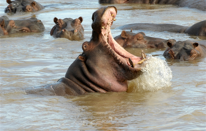 Hippopotamus, Luangwa River, Zambia CREDIT Julie Larsen Maher/WCS